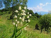 48 Cephalantera longifolia - Caefalantera maggiore